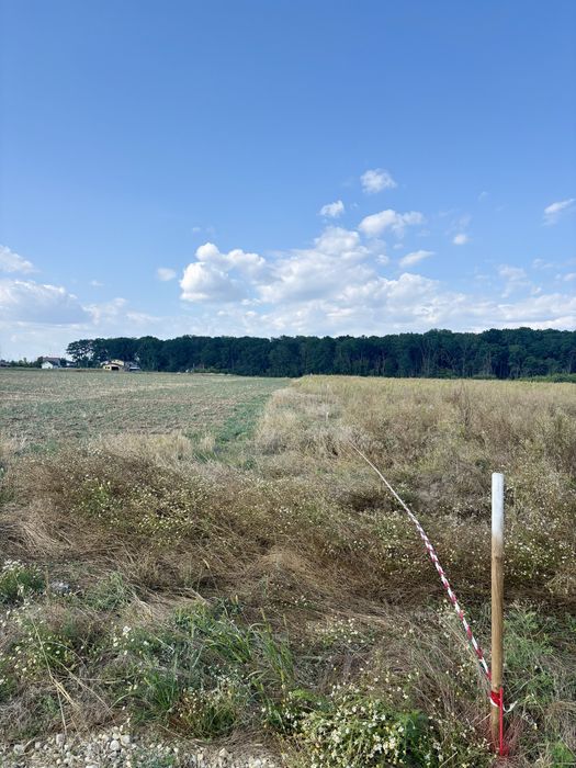 Lot teren intravilan Ciolpani - padurea Snagov