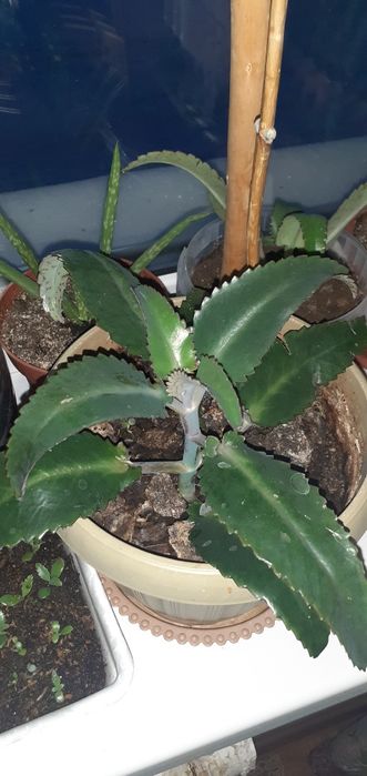 Продам каланхоэ лечебный