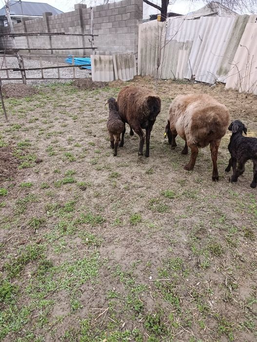 2 бас қозылы қой сатылады.