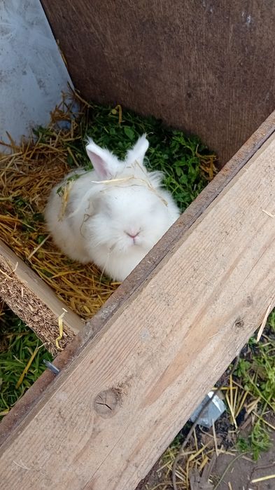 Iepure cap de leu pufos peretu teleorman