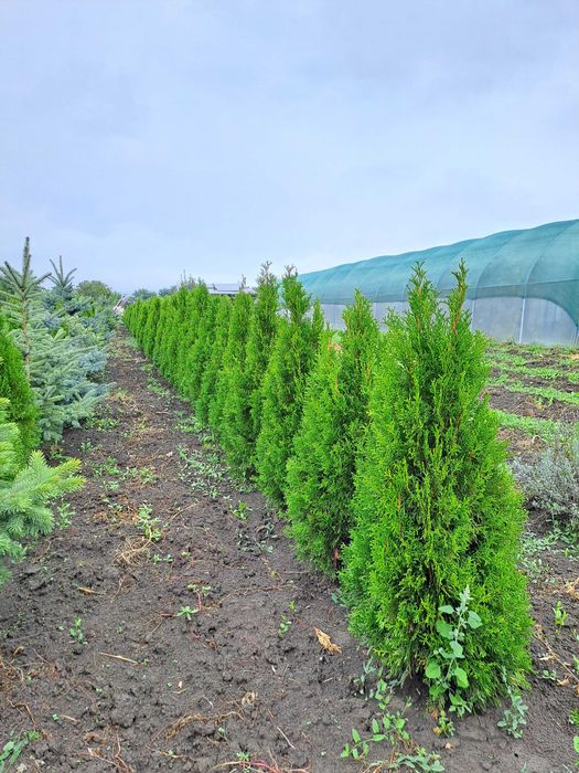 Tuia Smaragd  de vînzare 60-150 cm