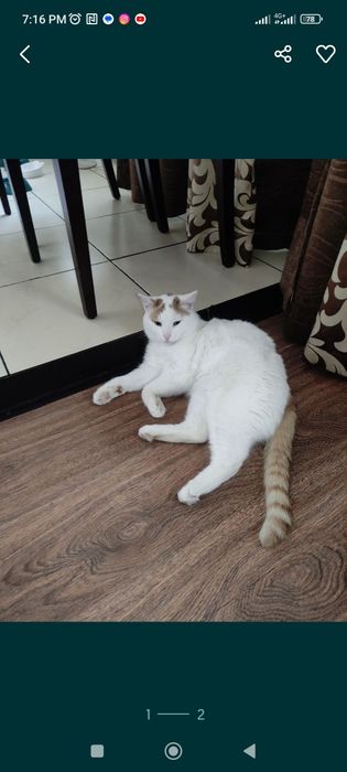 Отдадим добрым людям