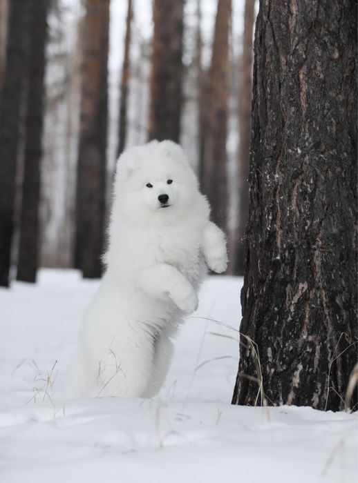 Щенки самоеда, самоедской собаки