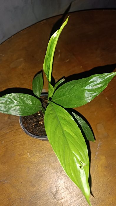 Adenium daraxti va ayol baxt guli sotuvda
