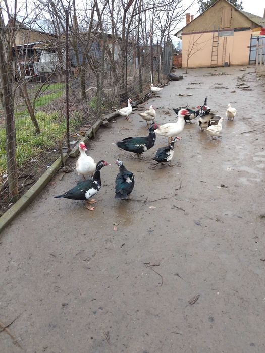 Rate crescute la curte