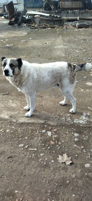 Щенки Алабайчики