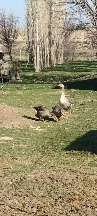 Крупный серый қаздардың жұмыртқасы бар