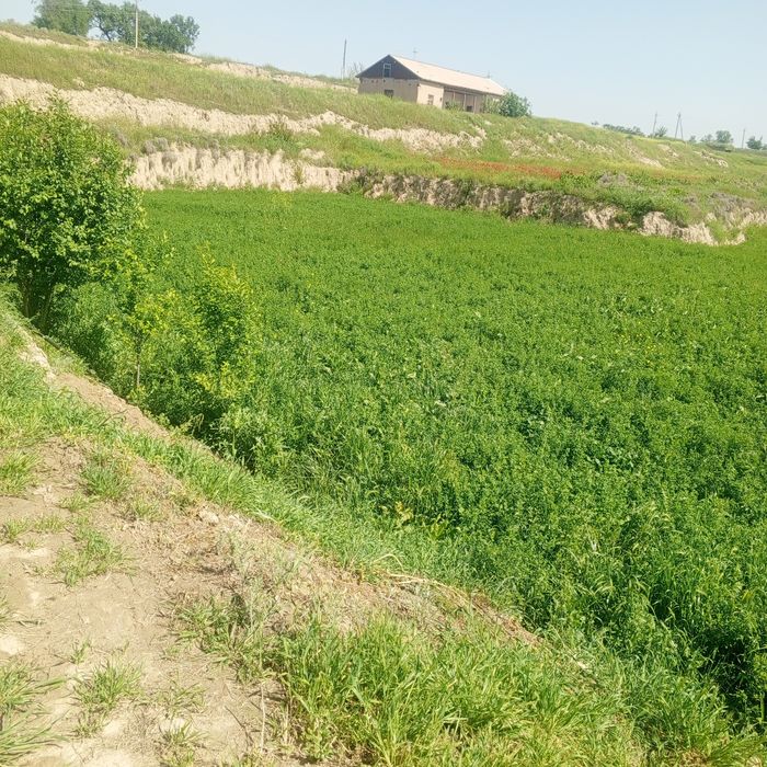 beda sotiladi 50 sotix bor