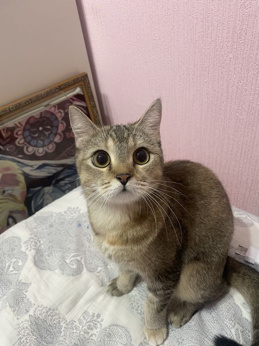 Кошечка скоттиш страйт бесплатно, только заботливым хозяевам отдам