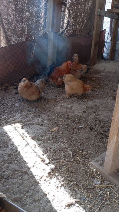 Продается японские курицы