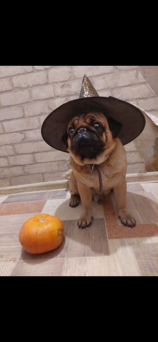 Продаются щенки мопса