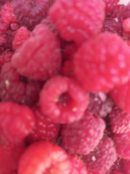 Саженцы  малины бабье лето