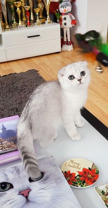 Baiat scottish fold cu pedigree