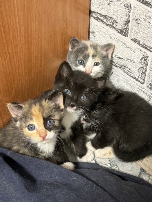 Шымкент, отдаю котят в добрые руки