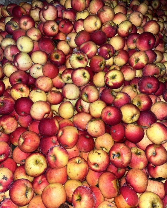 Mere de vânzare Florina ,Iudared , Ionatan