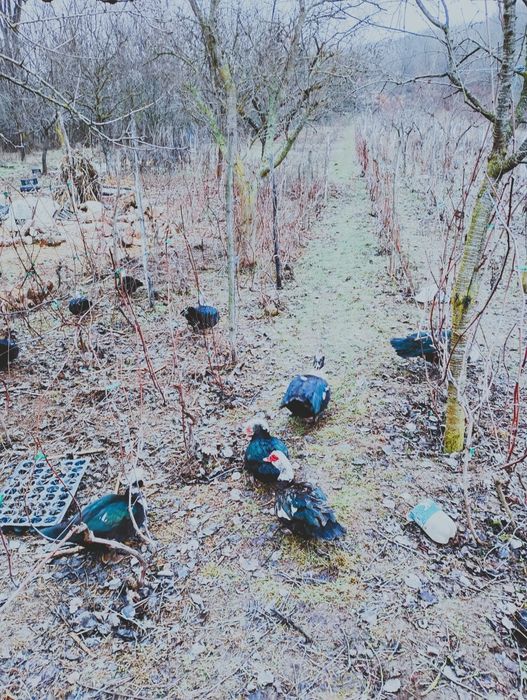 Rațe leșești de vinzare