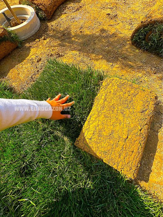 газон екиш рулонные газоны gazon toshkent