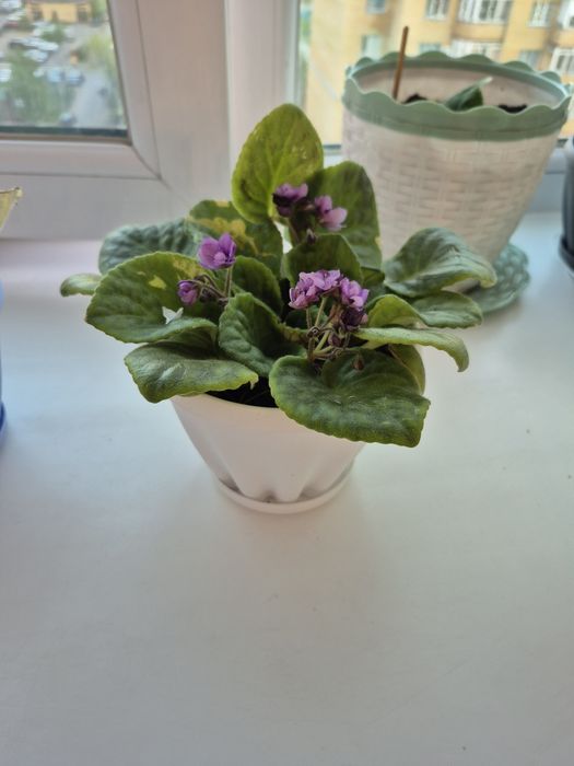 Продам фиалки комнатные