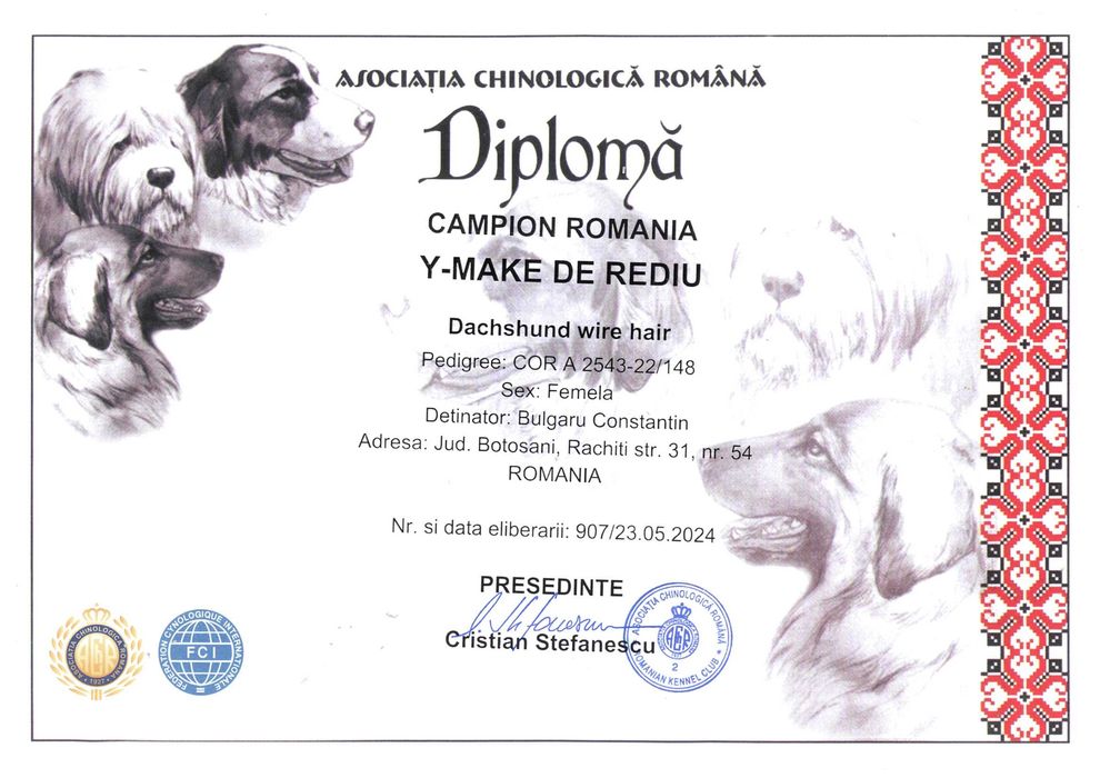 Pui Teckel Standard par Sarmos ( Dachshund Standard Rauhhaar )