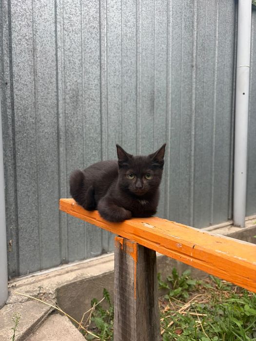 Отдам Котёнка в добрые руки!!!