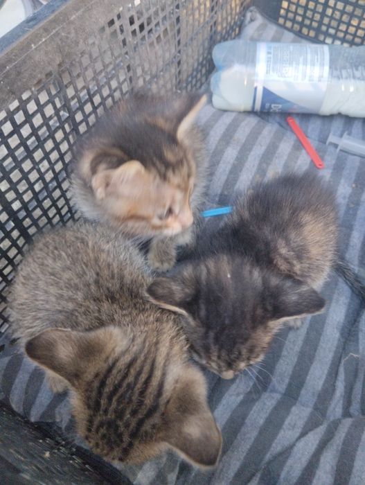 Кошки милые добрые ласковые