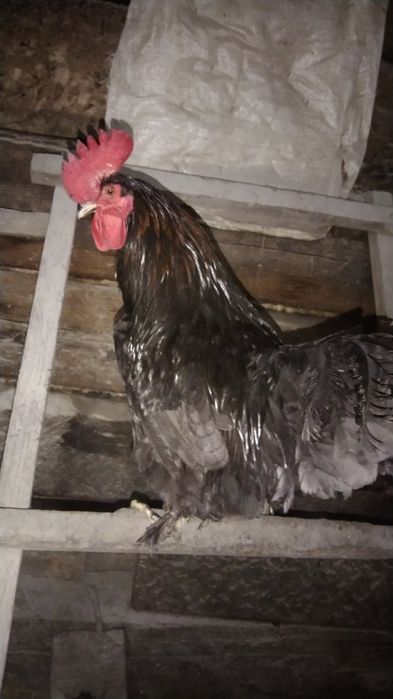 Продам петуха . молодой