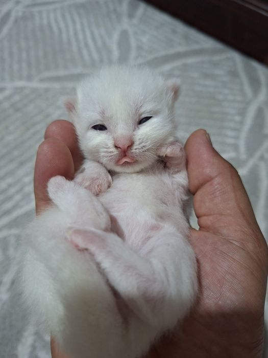 Скотиш фолд мушукчалари