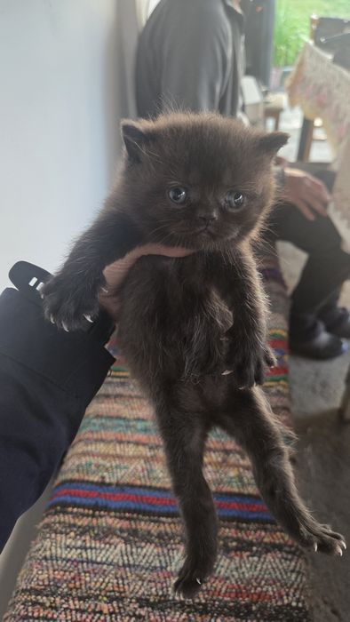 Котки британски късокосмести