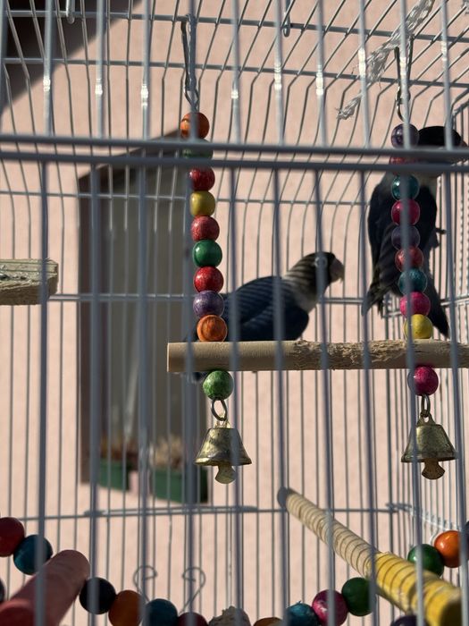 Papagali  si colivie Agapornis Personata