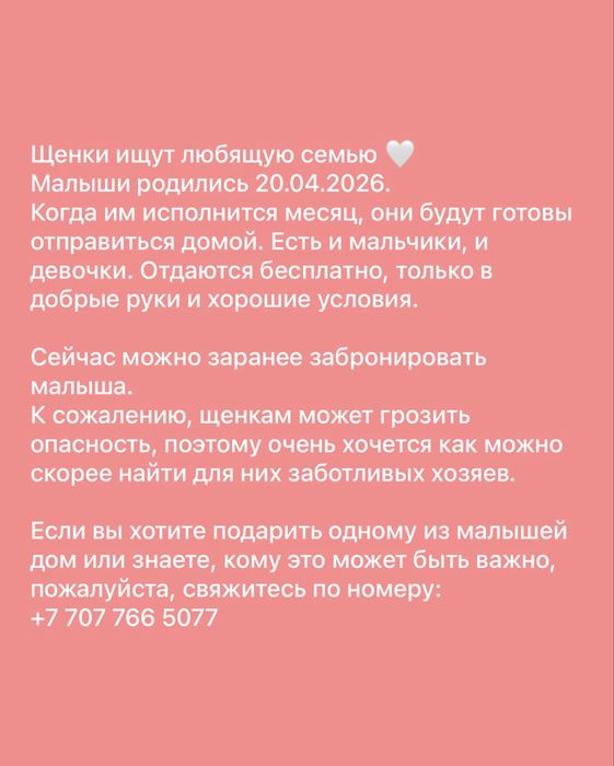 Щенки в добрые руки