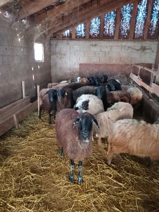 Продаются бараны