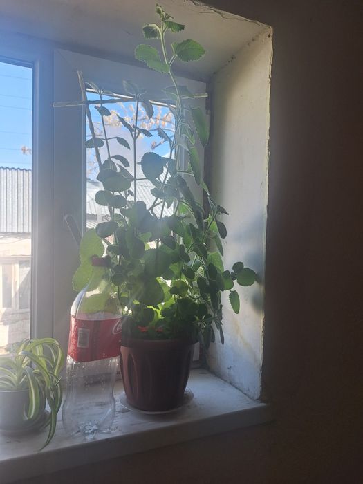 Взрослые и укорен дом цветы