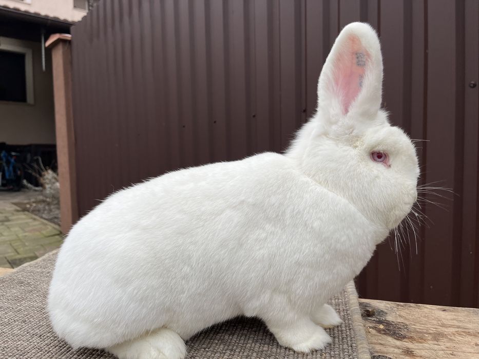 Iepuri neozeelandezi albi