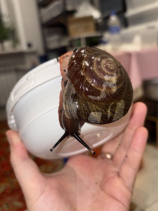 Продам экселенсов улитки