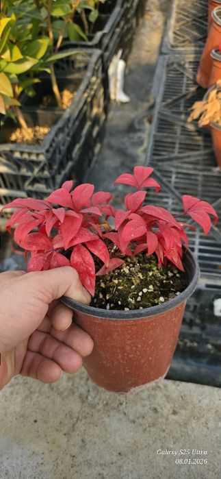 Нандина кучатлари оптом