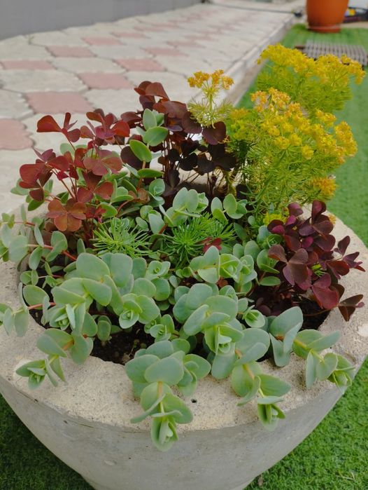 Многолетние цветы