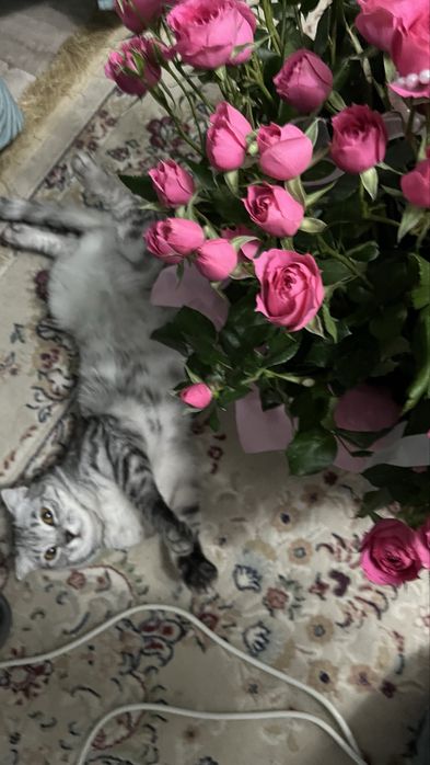 Продаётся кошка»