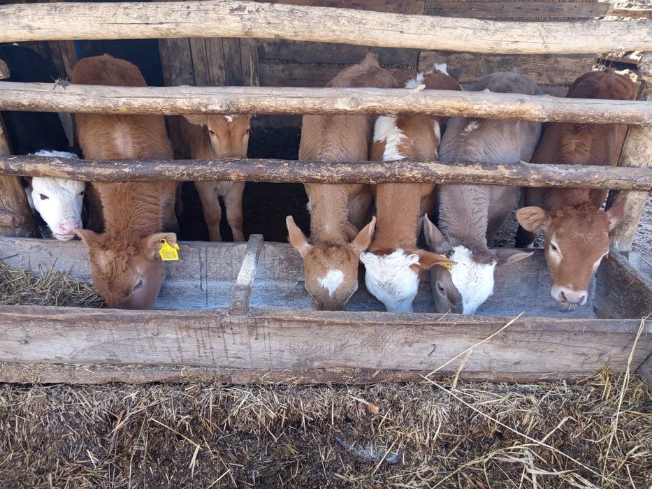 Продам телят 2х месячные 6 голов. Бұзау сатамын 2 айлықтар 6 бас