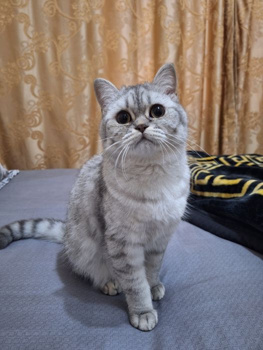 Предлагается для вязки