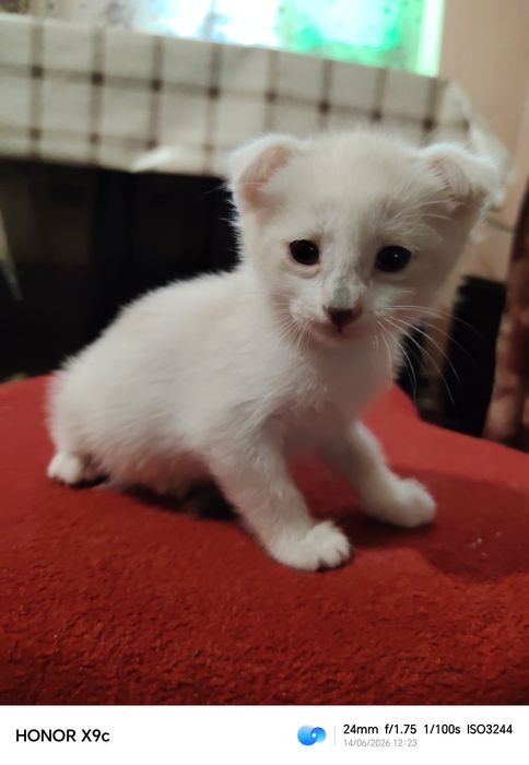 Продам котят  3 девочки метиски
