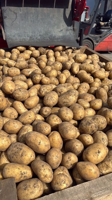 Spre vânzare cartofi roșii și albi Cartofi roșii – 1,50 lei/kg Cartofi albi – 1,30 lei/kg Disponibili mari si  mici