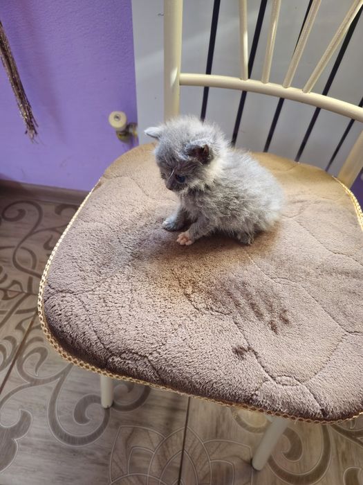 Отдам котёнка  девочка.