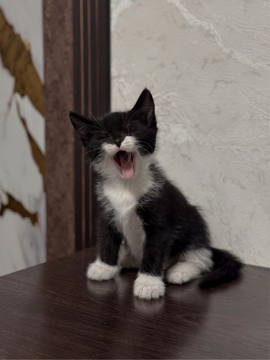 Домашний котенок в добрые руки , мальчик