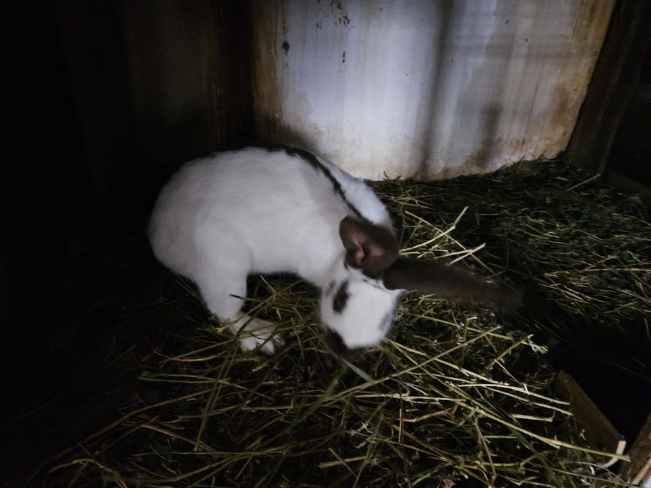 Iepuri berbec german