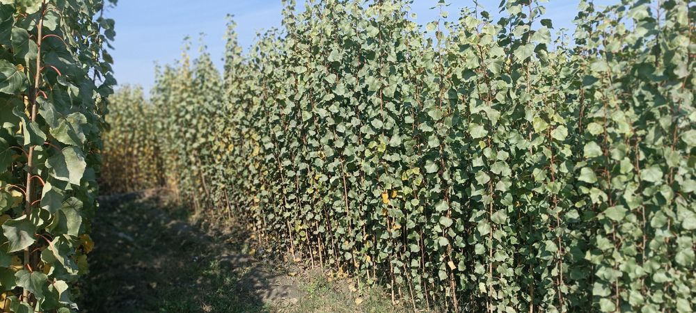 Terak koʻchatlar optim