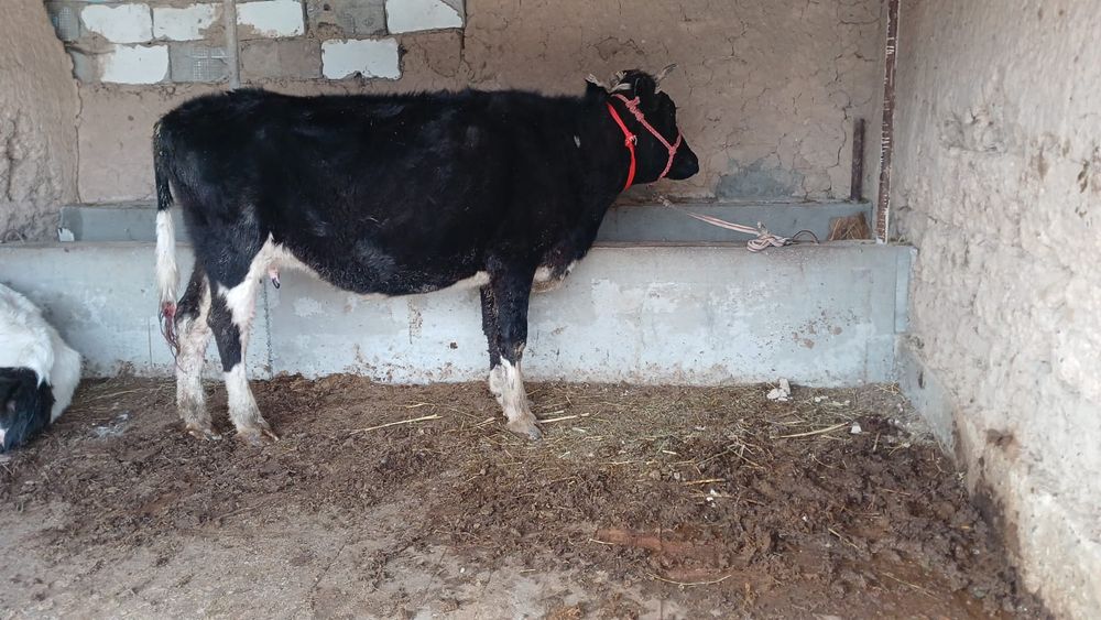 Бұзаулы сиыр сатылады  туркестан