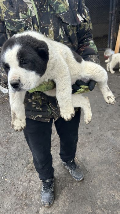 Алабая щенки Сао