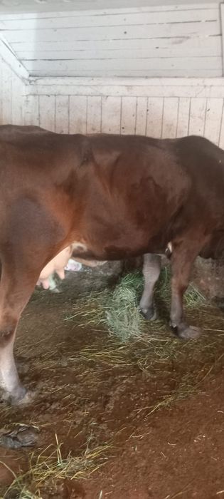 Vând vaca bruna gistanta
