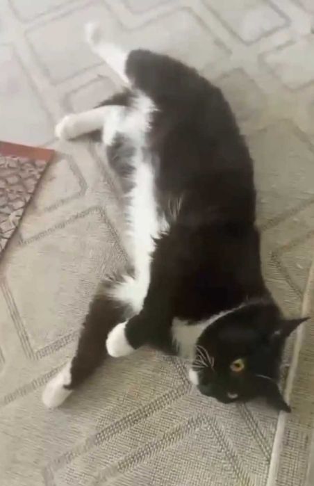 Умный котик ищет дом