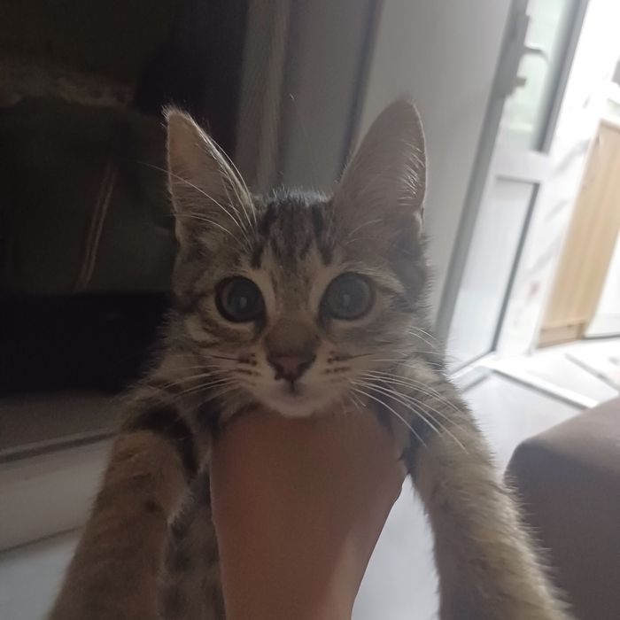 Котенок в добрые руки